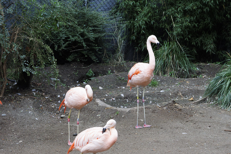 Woodland Park Zoo — photo 37